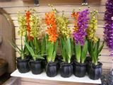 Wholesale Flowers - Orchid Plants