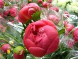 Seasonal Peonies - Wholesale Flowers