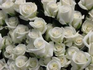 2 Dozen Fresh Cut Roses, wholesale prices